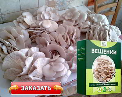 Домашняя грибница купить