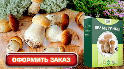 купить грибницу для выращивания в домашних условиях